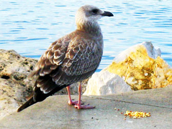 Lake Michigan beach scene, Bailey's Harbor